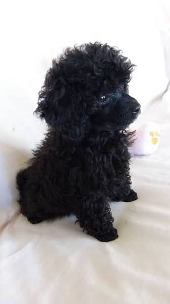 French poodle adorable little pups 4