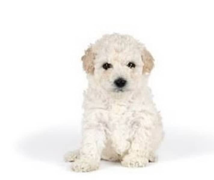 French poodle adorable little pups 5
