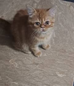 Persian cat ginger colour 3 /5 months old