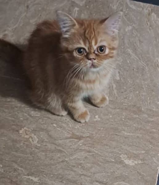 Persian cat ginger colour 3 /5 months old 0