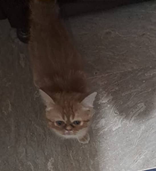 Persian cat ginger colour 3 /5 months old 1