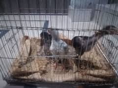 Aseel chicks chooza urgent sale