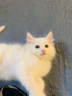 persian kitten female double coated for sale