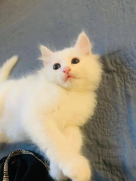 persian kitten female double coated for sale 1