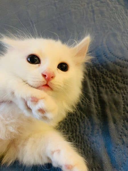 persian kitten female double coated for sale 2