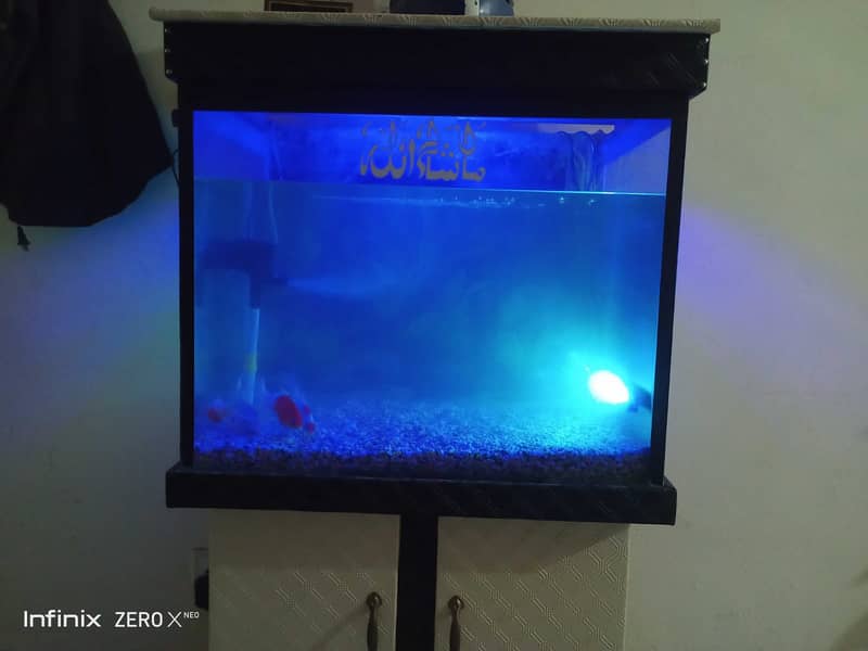 Fish aquarium with fishes 3