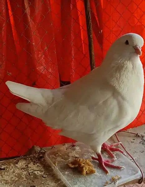 King pigeons 4