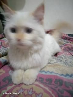 Persian, trained cat