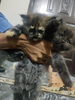 Persian cat kittens for sale