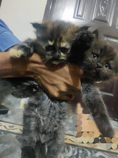 Persian cat kittens for sale 0