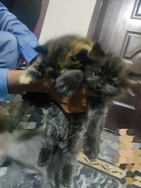Persian cat kittens for sale 1