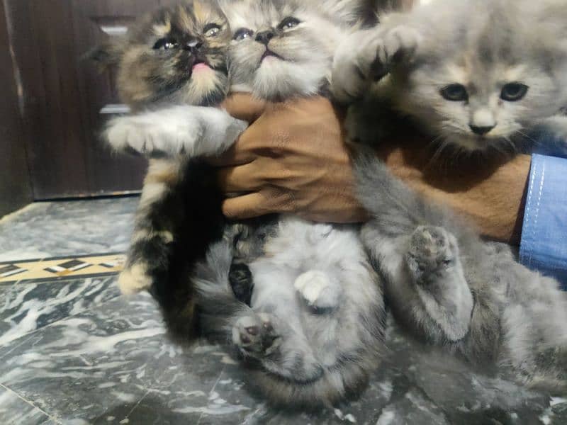 Persian cat kittens for sale 2