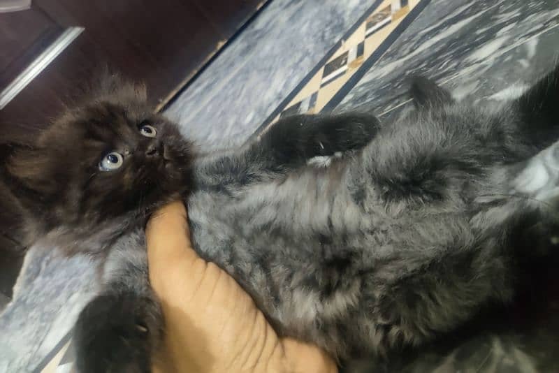 Persian cat kittens for sale 3
