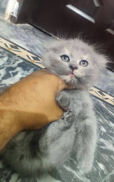 Persian cat kittens for sale 4