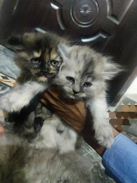 Persian cat kittens for sale 5