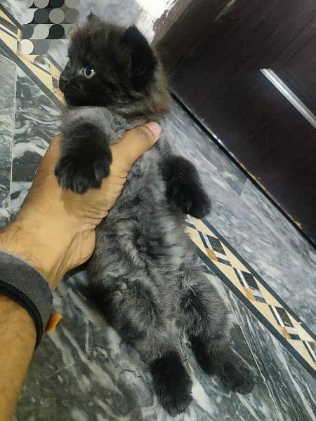 Persian cat kittens for sale 6