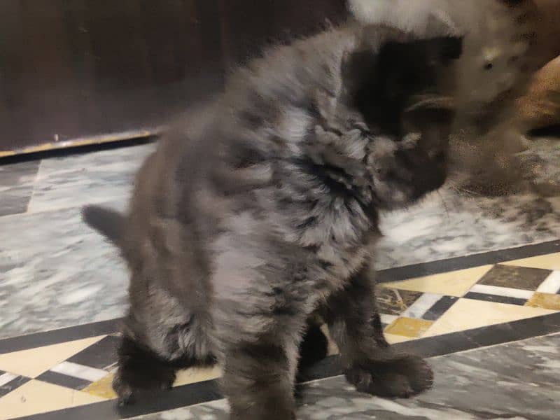 Persian cat kittens for sale 7