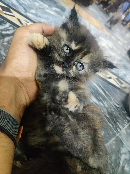 Persian cat kittens for sale 8