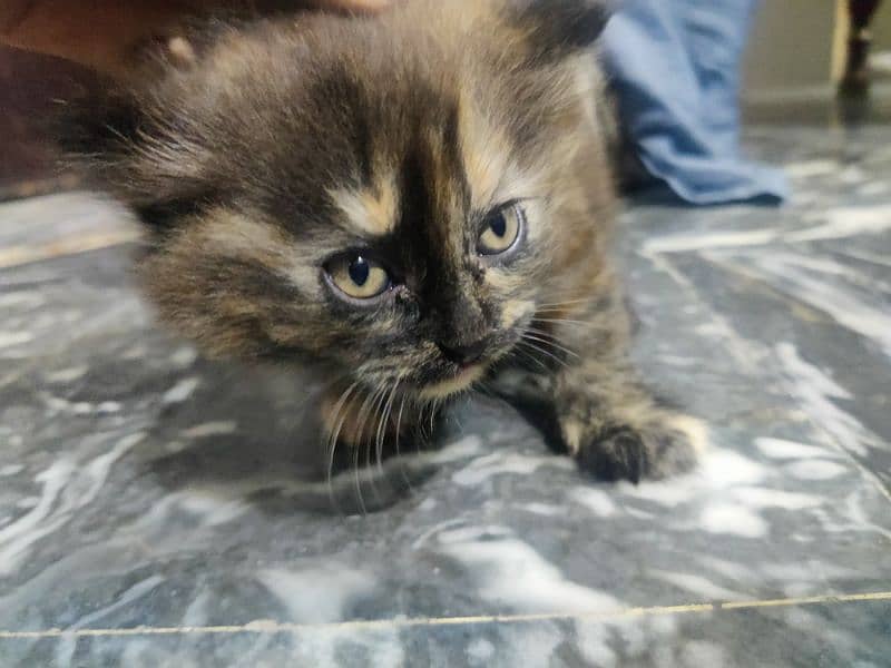 Persian cat kittens for sale 9