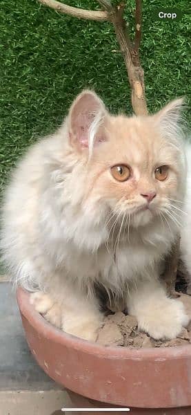 Persian Kitten 1