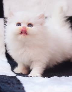 persian kittens/high quality \kittens