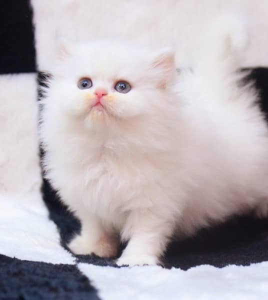 persian kittens/high quality \kittens 1