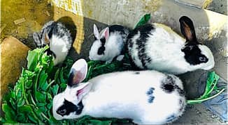 Rabbits Kits For Sale Different Breeds