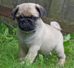 pug puppy pair for sale