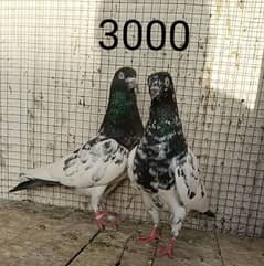 pigeon pair