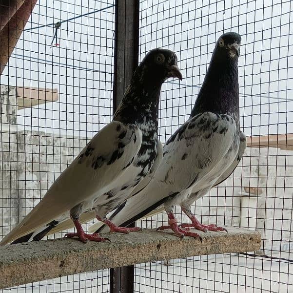 pigeon pair 03105210152 1