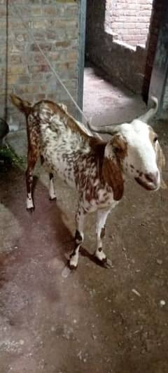 goats for sale 03006375401