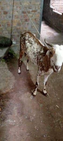 goats for sale 03006375401 1