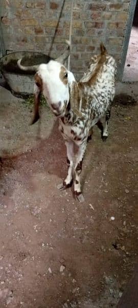 goats for sale 03006375401 2