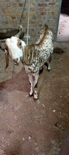 goats for sale 03006375401 3