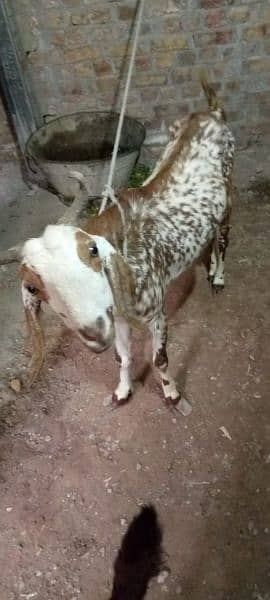 goats for sale 03006375401 4