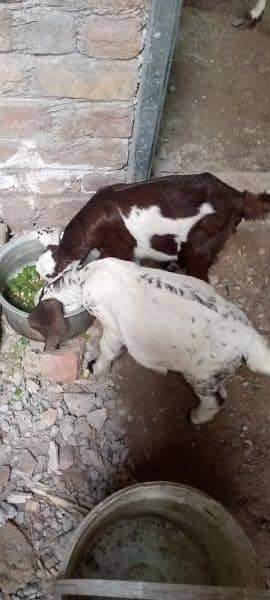 goats for sale 03006375401 5