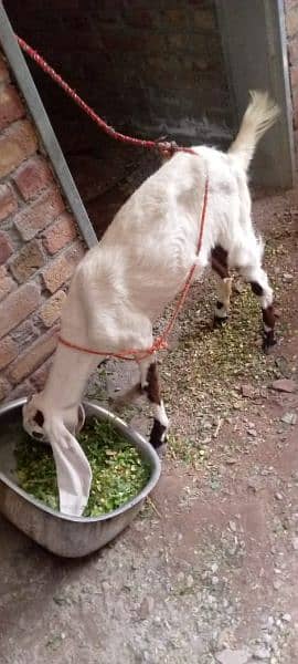 goats for sale 03006375401 7