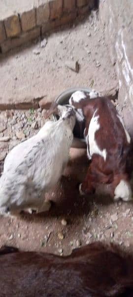 goats for sale 03006375401 8