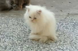 2 Month female kitten for sale 0