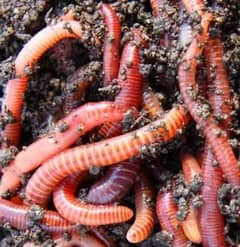 Red Wiggler (Eisenia Fetida) Worms