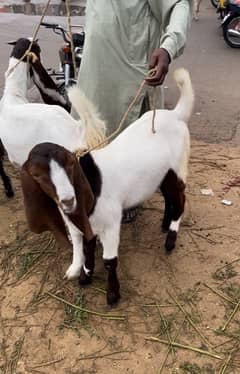 Pateri bakra or path for sale 0