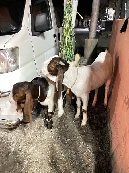 Pateri bakra or path for sale 1