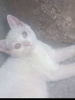 female cat for sale with 2 shade of eyes