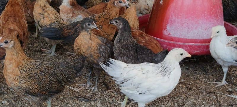 Golden misri day old Chick's and hens australorp day old Chick's 16
