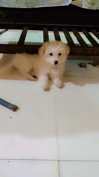 poodles puppies for sale 2 pairs 1
