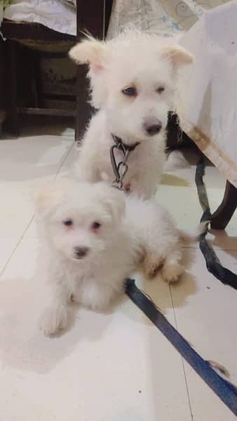 poodles puppies for sale 2 pairs 8