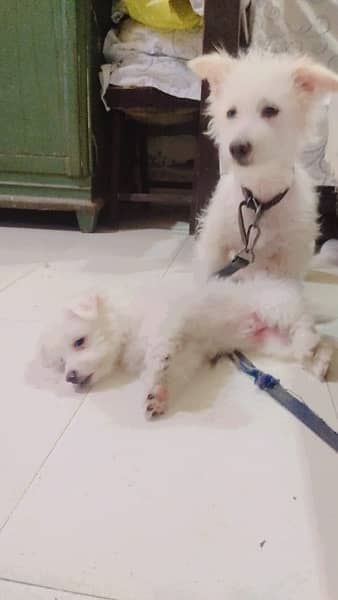 poodles puppies for sale 2 pairs 14
