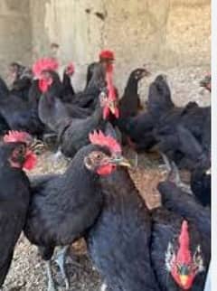 Australops egg laying hens available 0