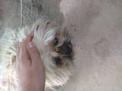 Lhasa apso breed dog for sale