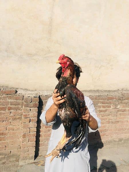 Long height Lakha Aseel chicks. 1